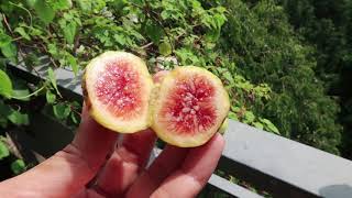 [120 - Q9HCM] Fig Garden: Khodari Fig