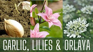 Planting GARLIC, LILIES, \u0026 ORLAYA 🌺 || Fall Garden Planting || How To Plant Garlic || Zone 8