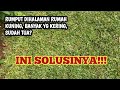 CARA MERAWAT RUMPUT GAJAH MINI TETAP HIJAU