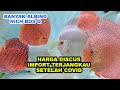 HARGA IKAN DISCUS IMPORT TERJANGKAU SETELAH COVID || ALBINO || DISCUS FISH || IKAN HIAS || PANTHERA