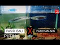 Progress Baby Channa Maru YS 10 cm Pasir Bali Putih x Pasir Malang Merah