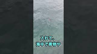 カゴ釣りで玉網が必要な魚が！？　#shorts