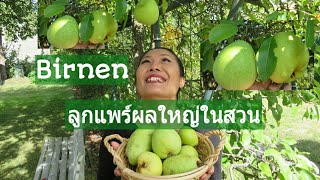 เก็บลูกแพร์ในสวนมาชิมกัน | Birnen in meinem Garten| Pear🍐🍐