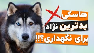 حقایقی درباره سگ هاسکی که صاحباشون هیچ وقت بهتون نمیگن!❌❌ (اگر هاسکی دوست داری حتما این ویدیو ببین)