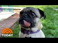 A Pug Named Winston May Be The 1st US Dog With Coronavirus | TODAY