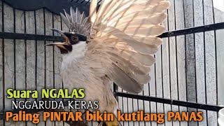 Suara Burung Kutilang Gacor ASLI Tanpa isian, Ampuh untuk Pikat Kutilang bikin kutilang Ribut gacor