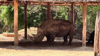 ఖడ్గమృగం | Southern White Rhino | ಘೇಂಡಾಮೃಗ | காண்டாமிருகம் | Rhino #youtube #status #youtubeshorts