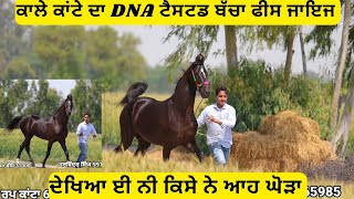 ਕਾਲੇ ਕਾਂਟੇ ਦਾ DNA ok ਬੱਚਾ ਫੀਸ ਜਾਇਜ,,, ਪਹਿਲੀ ਵਾਰ ਆਇਆ ਕੈਮਰੇ ਤੇ