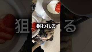 大好きないちごヨーグルト🍓🤍#shorts #shortvideo #dog #パグ #犬 #pug