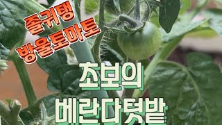 [4K] 초보의 베란다 텃밭-졸귀탱 방울토마토 / 베란다에서 키우기 좋은 식물