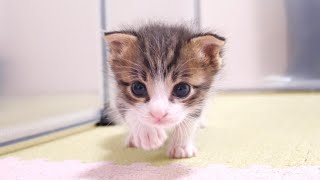 子猫のニャーニャー隊が鳴き止まない！？【赤ちゃん猫　保護猫】