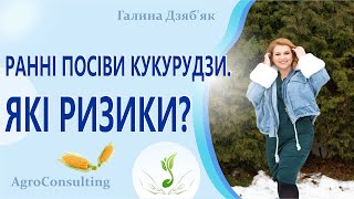 Ранні посіви кукурудзи. Які ризики?