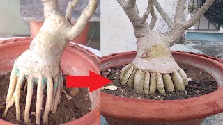 3rd Phase Training of Adenium Bonsai on Radial Roots