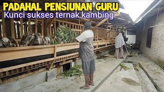 Bingung Mau Ngapain, Pensiunan Guru Ternak Kambing Lengkap dengan Bank Pakan