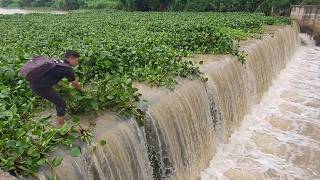Importance Clean Dam Drain With Floating Plants Always Flow Clogged