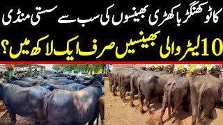 Khangar Buffalo | Buffalo Prices in Punjab Today | Fresh Rates Update