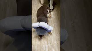 (チワワ) エリザベスカラーあるある 痒い所がかけない犬 #shorts