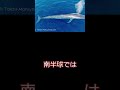 海の巨大生物5選