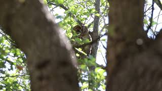 Wild Tawny Owl Roosting | UK Wildlife Photography