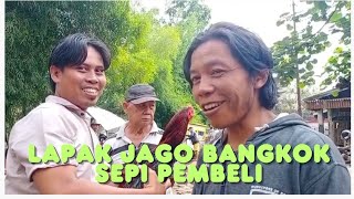 Sepi pembeli di lapak jago bangkok, pengunjung hanya melihat-lihat saja di pasar hewan Purbalingga