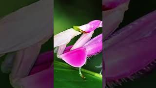 Orchid mantis