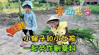 小女孩跟小猴子劳动割草料，带回家给小羊吃，帮助妈妈分担重任