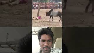 முன்னாடி சீறுது #bull #cow #jallikattu #abishek-2010