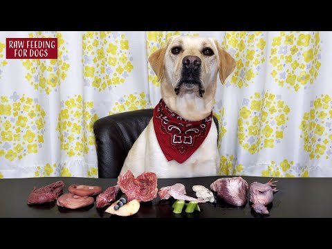 Asmr Dog рџґ Raw Feeding Dogs Asmr Youtube