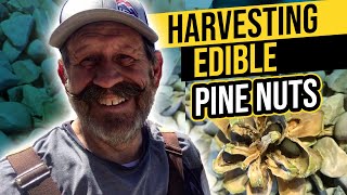 Harvesting Edible Pine Nuts