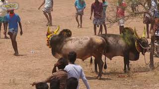 மயில்ராயன்கோட்டை நாடு நாமனூர் கிராமத்தில் நடந்த மாபெரும் மஞ்சுவிரட்டு பாகம் - 2