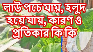 পরাগায়নের পরে লাউ পচে গিয়ে ঝরে পড়ে, হলুদ হয়ে যায়, কারণ ও  প্রতিকার কি কি BOTTLE GOURD TURNING YELLOW