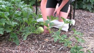 How to prune squash vines for great harvest