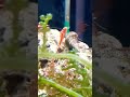 firecracker goby saltwatertank macroalgae dancingshrimp trimmarubromaculatum