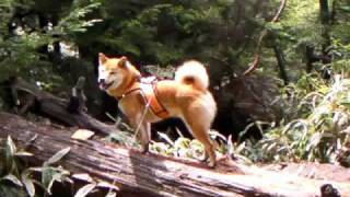 登山犬ジロー（柴犬）　皇海山2.144m