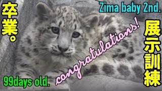 【daysold】ユキヒョウのユーリくん♀ 99日齢a snowleopard baby 2nd. 99days old.