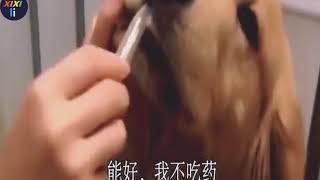 金毛哼哼唧唧的不肯吃药，当主人一巴掌上去后，立马乖乖吃药，逗