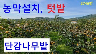 (2746번) 창녕토지 감나무밭 창녕땅매매 주말농장 텃밭 농막설치(땅선생 시골땅 시골토지)