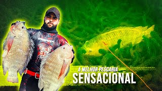 Pesca Sub - O melhor video que você vai ver