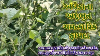 Ayurvedic Benefits of Achyrenthas Aspera(Apamarg) | અઘેડા ના અદ્દભુત ચમત્કારિક ફાયદા | #apamarg