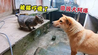 田园犬阿爆真怂，被狸花猫吓到不敢动，在美食面前它居然也投降了