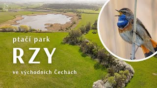 Ptačí park Rzy. Domov jeřába popelavého a slavíka modráčka ve východních Čechách.