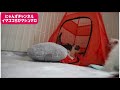 5匹の子猫1ヶ月になりました♡