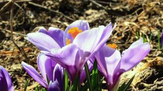 Blooming Crocus Flower Bulb Time Lapse