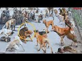 Monkey Attack on Dogs in India! | 250 Dogs Killed! | The mother monkey seeks revenge! - PITDOG