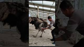 This is how ostrich lays eggs||animal videos