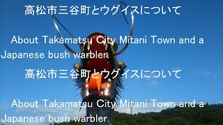 高松市三谷町とウグイスについて、【Japan】About Takamatsu City Mitani Town and a Japanese bush warbler.