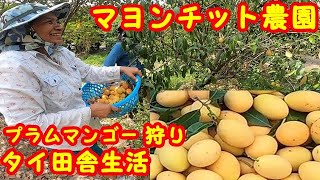 マヨンチット農園　プラムマンゴー狩り　タイ田舎生活