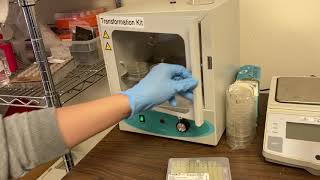 Lab Demo: Bacterial Transformation with Gene Regulation