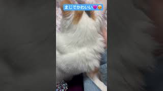 #cat #メインクーン #catlover #猫のいる暮らし #猫のいる生活 #ねこくん大好き