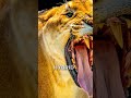 World's Strongest Big Cats